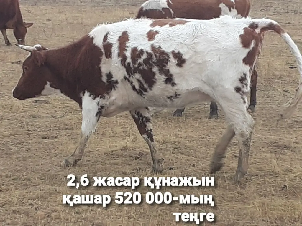 Нағыз әйелдер сиськи мен письки онлайн